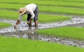 تولید برنج 