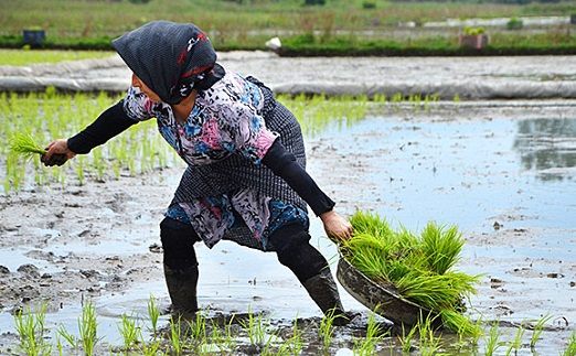 افزایش بهای آب برای برنج