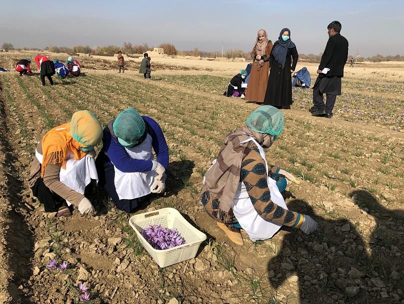 زنان پیشرو در کشت زعفران در افغانستان