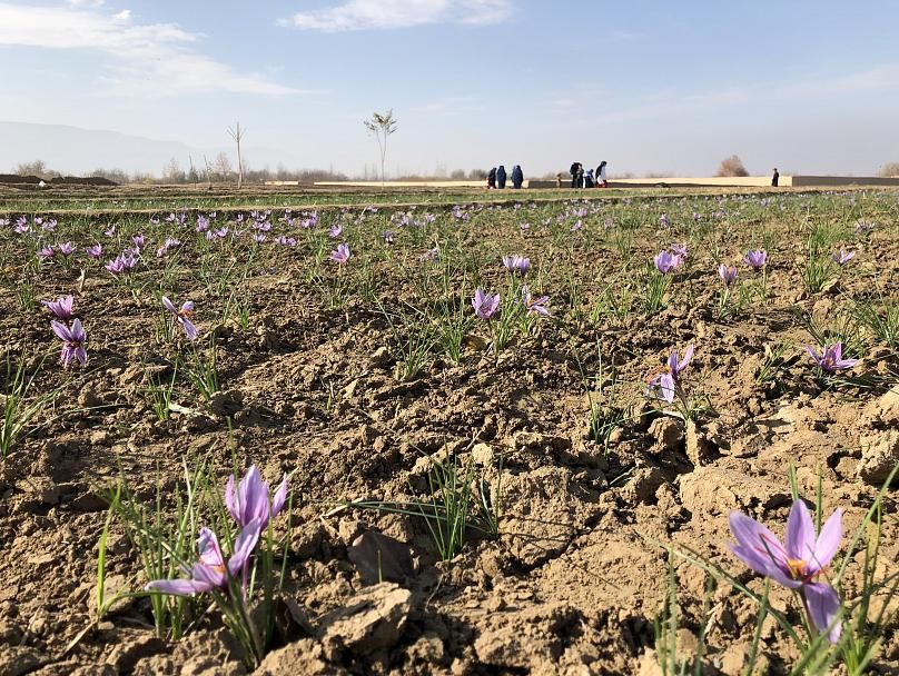 مزارع زعفران در افغانستان