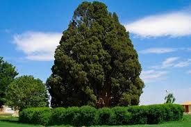 کهنسالترین درخت ایران