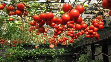 گوجه فرنگی گلخانه ای
