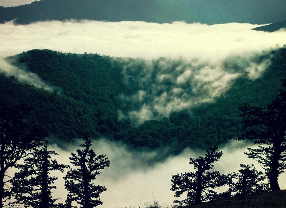 ناپدید شدن جنگل های ابر