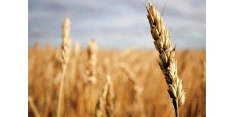 نرخ خرید تضمینی گندم در ایران