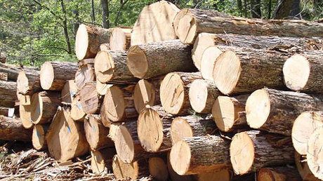 طرح تنفس جنگل‌های شمال، اصلی ترین عامل افزایش پدیده قاچاق چوب