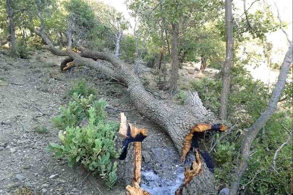 جنگلها سرمایه ملی ماست