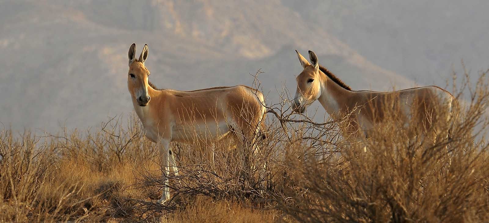 احیا گور خر ایرانی