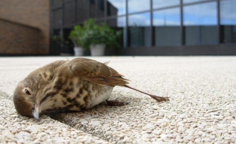 آلودگی نوری در پرندگان