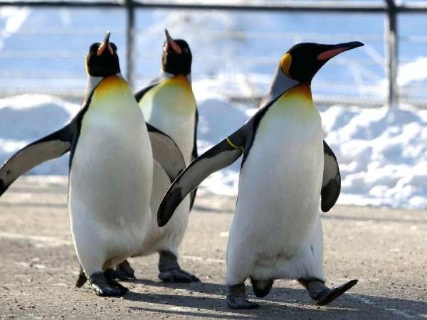 جمعیت پنگوئن امپراتور در حال کاهش است