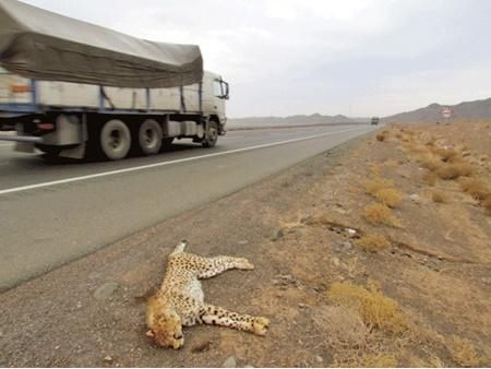 مرگ یوزپلنگ ها در جاده در اثر تصادفات